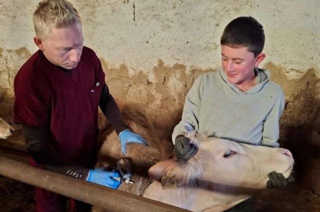 Yozgat’ta Şap Aşılama Seferberliği Başladı!