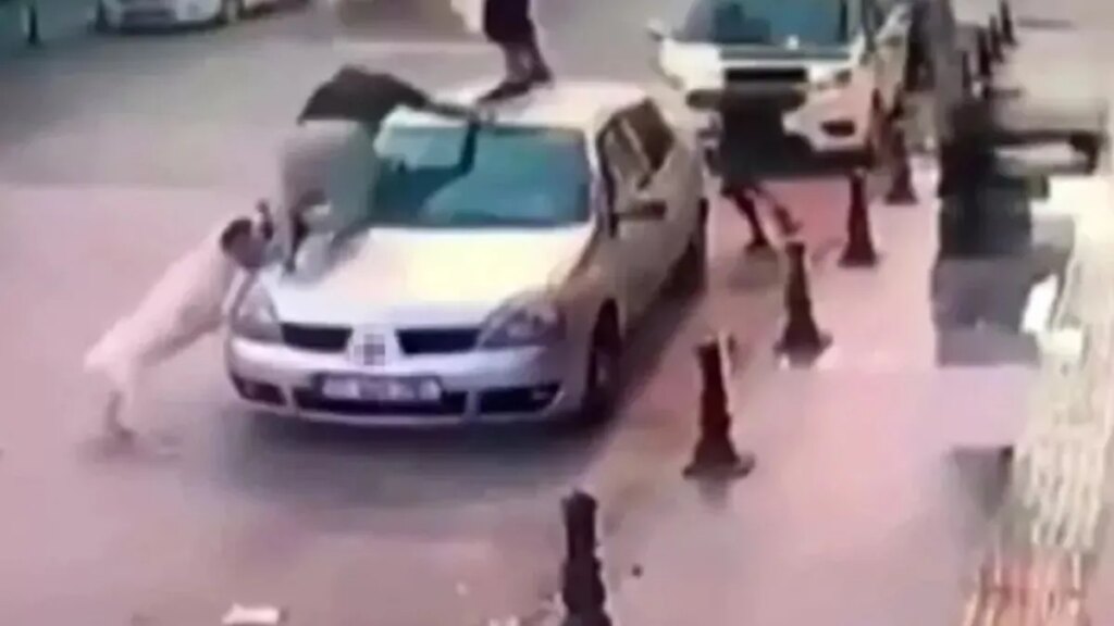 Başıboş Köpeklerin Yol Açtığı Ölümler Artıyor