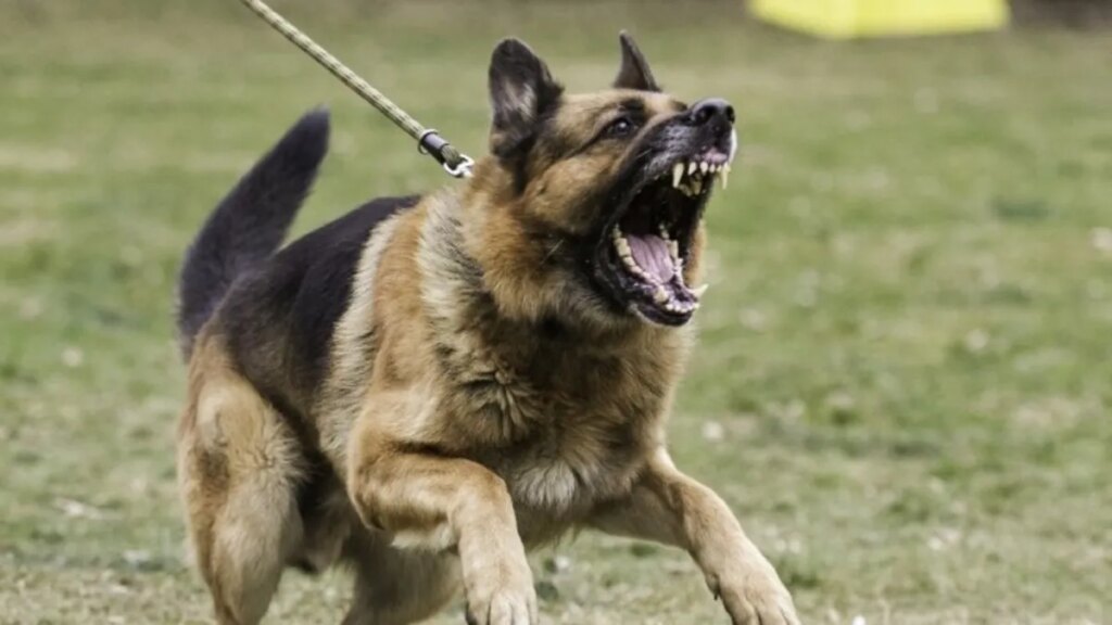 Sokak Köpekleri Düzenlemesi: AK Parti Hazırlıkları Tamamlandı