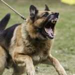 Sokak Köpekleri Düzenlemesi: AK Parti Hazırlıkları Tamamlandı