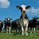 Çiftçilere 72 Milyon TL Destek Ödemesi Yapıldı