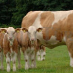 2023 Damızlık Sığır ve Buzağı Fiyatları Arttı!