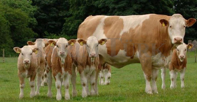 2023 Damızlık Sığır ve Buzağı Fiyatları Arttı!