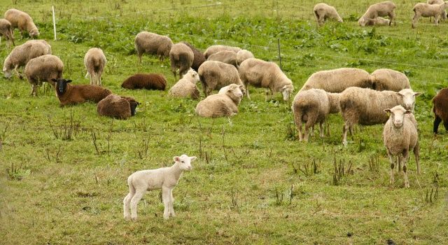 Giresun’da Küçükbaş Hayvan Destekleri Değişiyor!
