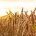 TMO Hububat Ücretlerini Ödedi! 🌾
