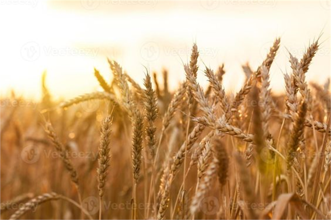 TMO Hububat Ücretlerini Ödedi! 🌾
