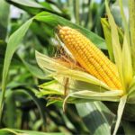 Mısır Fiyatları Yükseliyor: Arjantin’de Böcek Salgını, Rusya’da Don Olayları ve Brezilya’da Kuraklık Etkili