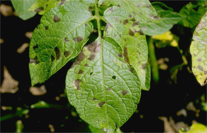 Yapay Zeka ile Mantar Hastalıklarını Önceden Tespit Etme