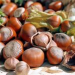 Türkiye Fındık Üretiminde Düşüş Yaşandı