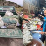 Denizli’de Balık Denetimleri Hız Kesmiyor!