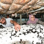 Siverekli Kadın Girişimcinin Mantar Başarısı!