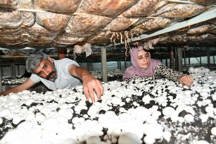 Siverekli Kadın Girişimcinin Mantar Başarısı!