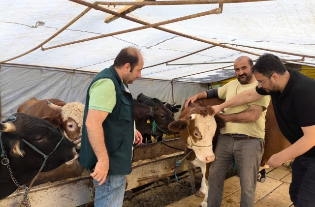 Giresun’da Kurbanlık Hayvan Denetimleri Devam Ediyor