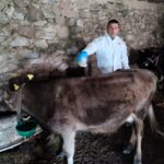 Giresun’da Kene Mücadelesinde Yeni Stratejiler!