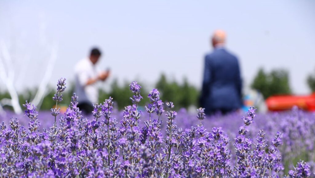 Tekirdağ’ın mor tarlalarında foto safari!