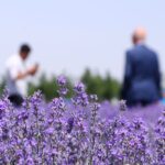 Tekirdağ’ın mor tarlalarında foto safari!