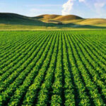 Çinlilerin Florida’da Tarım Arazi Alması Yasaklandı