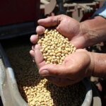 Adana’da Çiftçiler İkinci Ürün Ekimiyle Tarıma Destek!