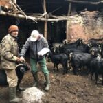 18 Bin Doz Aşılama Yapıldı! Akhisar’da Hayvan Sağlığı Kampanyası