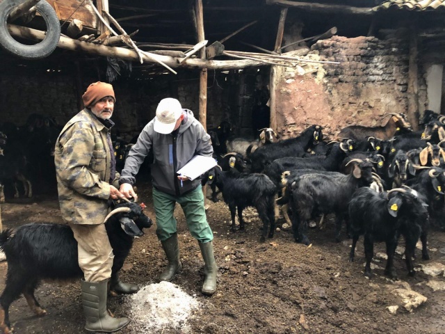 18 Bin Doz Aşılama Yapıldı! Akhisar’da Hayvan Sağlığı Kampanyası