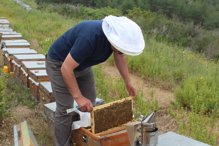 Alanya’da Arıcılar Bahara Hazır!