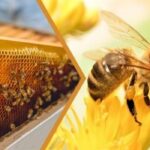 Bakan Yumaklı’dan Genç ve Kadın Arıcılara Müjde