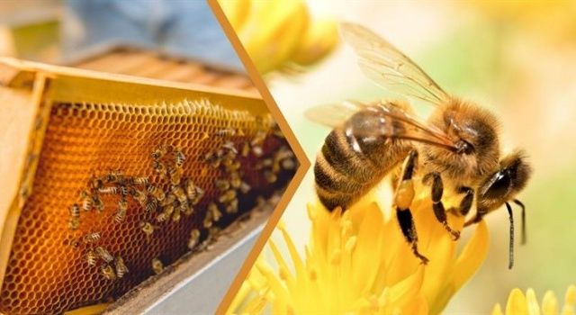 Bakan Yumaklı’dan Genç ve Kadın Arıcılara Müjde