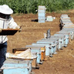 Arı Yetiştiricileri: Bal Maliyetleri Yükselişte