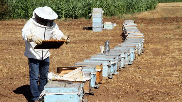 Arı Yetiştiricileri: Bal Maliyetleri Yükselişte