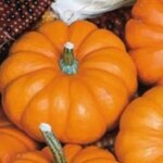 Sağlık Dolu Balkabağı: İşte Faydaları!