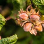 Çiftçilere 944 Milyon TL Destek Ödemesi Aktarılıyor