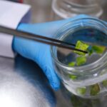 Acı Biberin Geni Susturuldu, Yeni Tatlı Biber Yolda