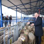 Balıkesir Koyun ve Koç Projesi ile Üreticilere Hibe Desteği!