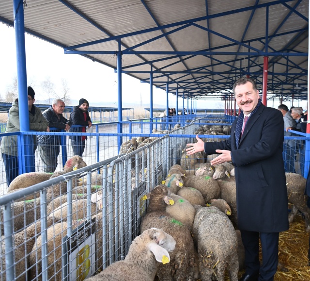 Balıkesir Koyun ve Koç Projesi ile Üreticilere Hibe Desteği!
