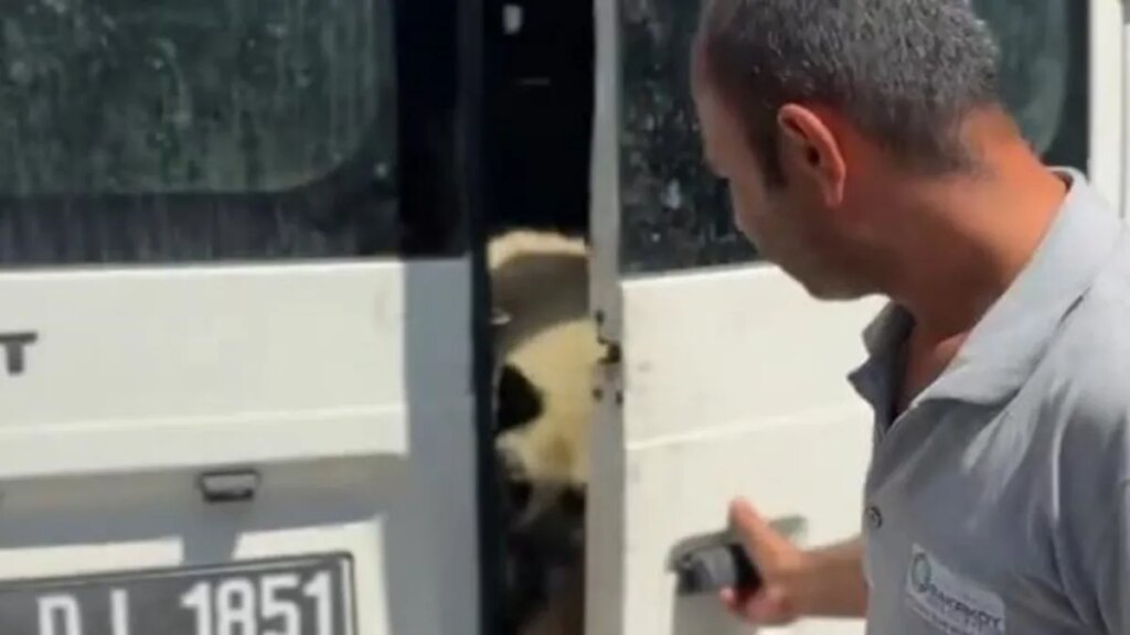 CHP’den skandal: Köpekleri sokağa saldılar!