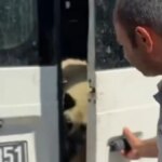 CHP’den skandal: Köpekleri sokağa saldılar!