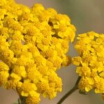 Civan Perçemi: Doğal Şifa Kaynağı