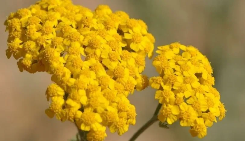 Civan Perçemi: Doğal Şifa Kaynağı