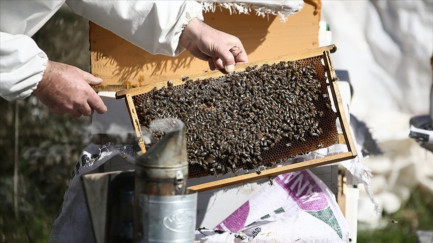 Deprem Bölgelerindeki Arıcılar için Acil Destekler Devam Ediyor