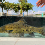 Dicle Nehrinde Leopar Sazanı Tespit Edildi!