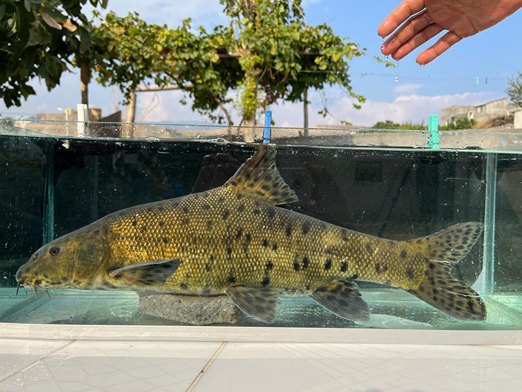 Dicle Nehrinde Leopar Sazanı Tespit Edildi!