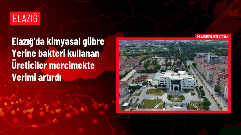 Elazığ’da Bakteri Kullanımıyla Mercimek Veriminde Artış