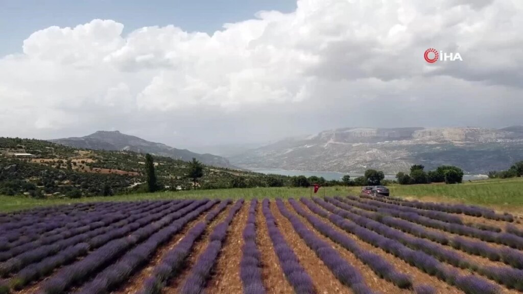 Emekli Hemşire Lavanta Girişimcisi Kadınlara İlham Veriyor