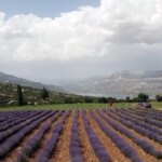 Emekli Hemşire Lavanta Girişimcisi Kadınlara İlham Veriyor