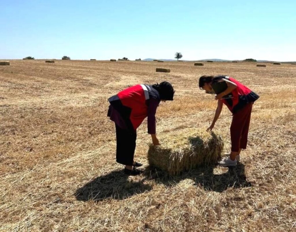Emet’te Yem Bitkileri Desteklemesi Kontrol Edildi