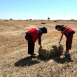 Emet’te Yem Bitkileri Desteklemesi Kontrol Edildi