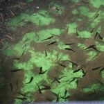 Erzurum’da Yüksek Rakımlı Alabalık Üretimi