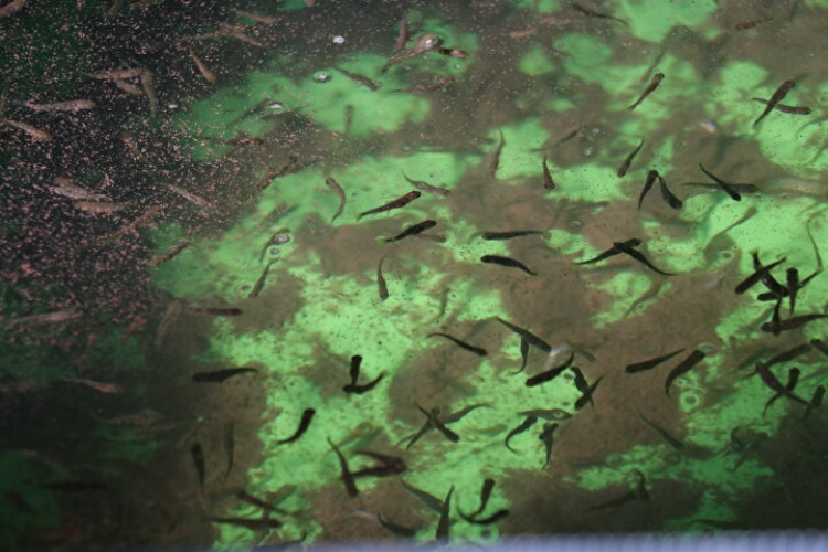 Erzurum’da Yüksek Rakımlı Alabalık Üretimi