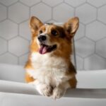 Evcil Hayvan Bakımında Doğru Bilinen Yanlışlar!