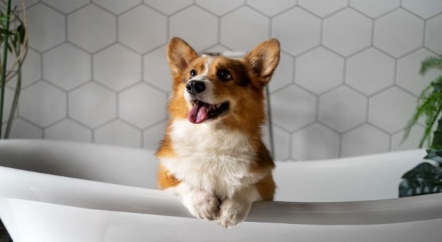 Evcil Hayvan Bakımında Doğru Bilinen Yanlışlar!